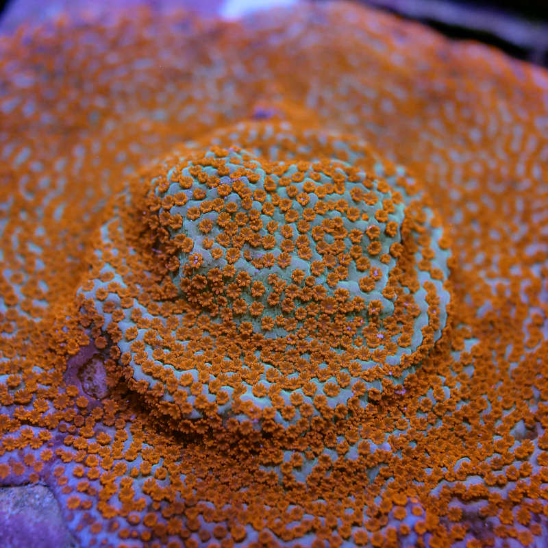 Montipora sp. 'Seven Heaven'