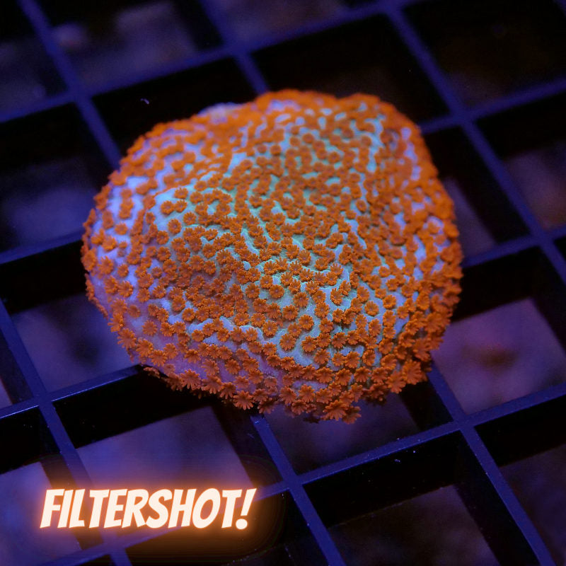 Montipora sp. 'Seven Heaven'