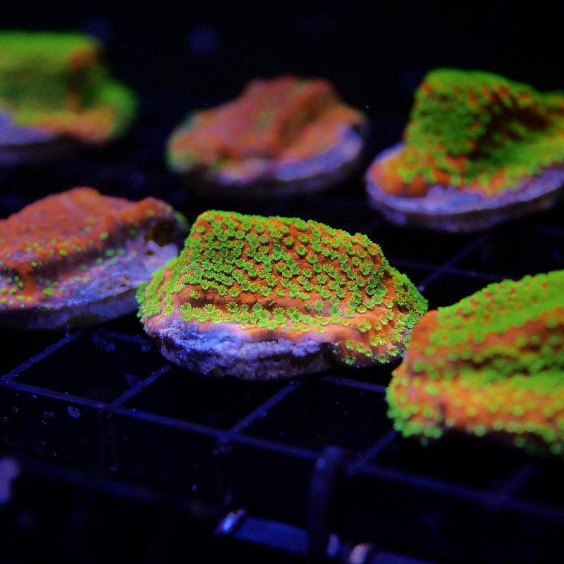 Montipora sp. 'Sunset'