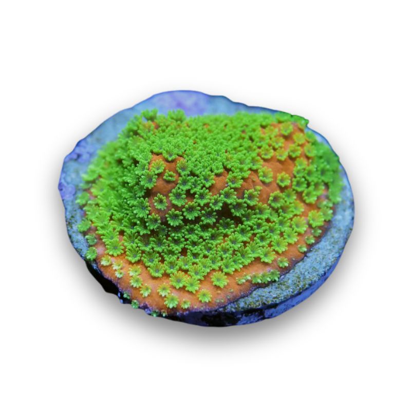 Buy Montipora Sunset - Monti from breeding - bright!