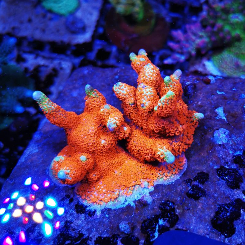 Montipora sp. 'Forest Fire'