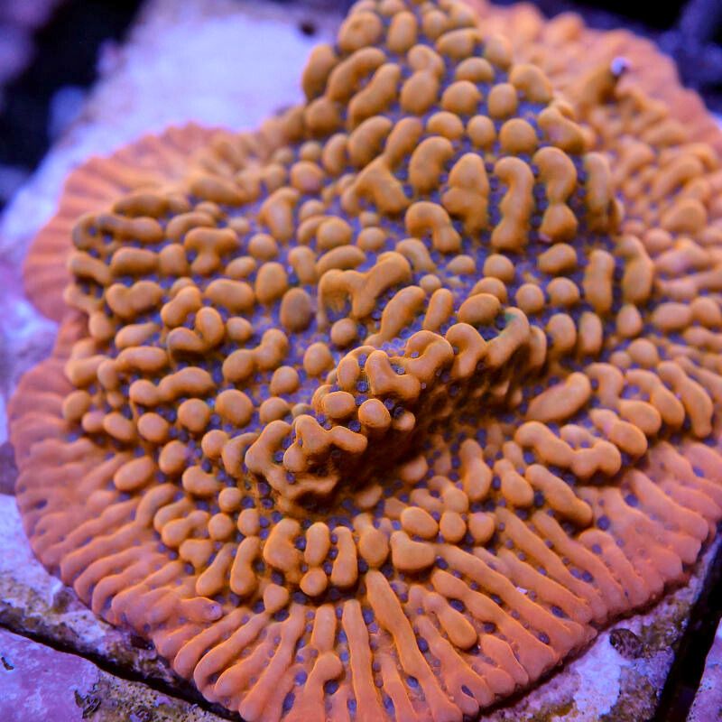 Montipora 'Kung Pao'