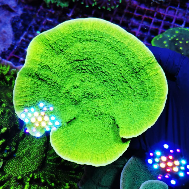 Montipora sp. 'Neon Green Cap'