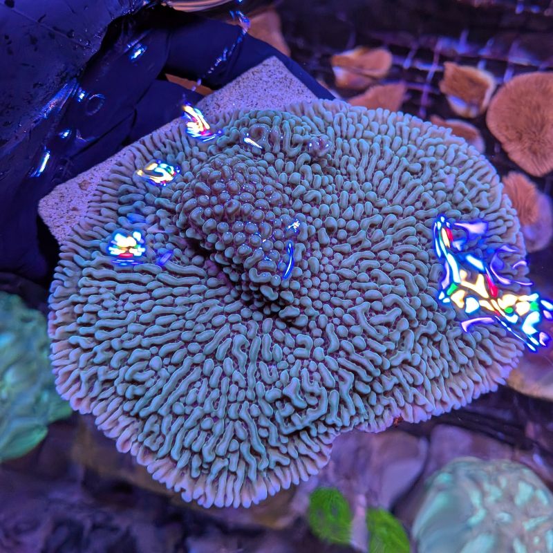 Montipora danae 'Ice'