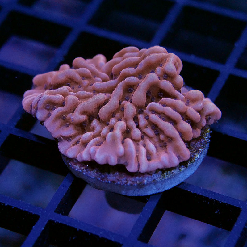 Montipora palawaensis 'Red'