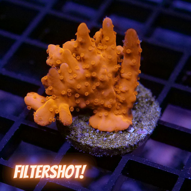 Montipora setosa 'Red'