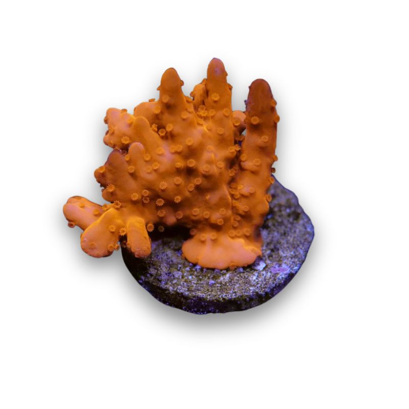 Montipora setosa 'Red'