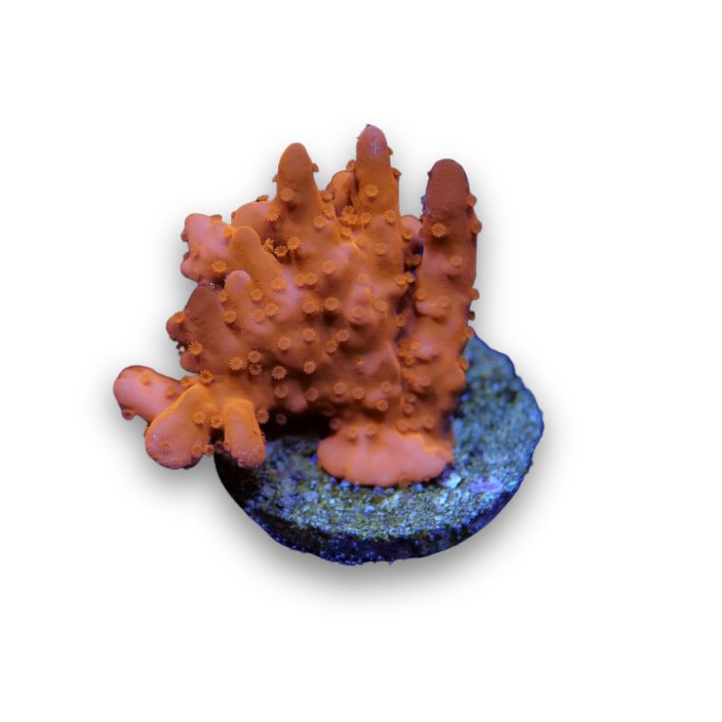 Montipora setosa 'Red'