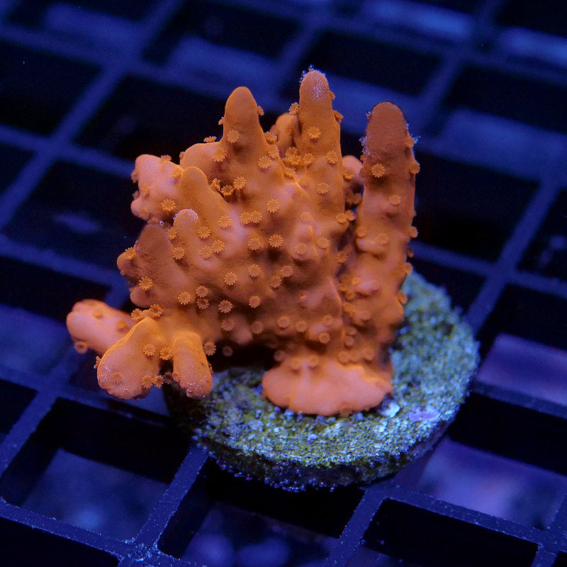 Montipora setosa 'Red'