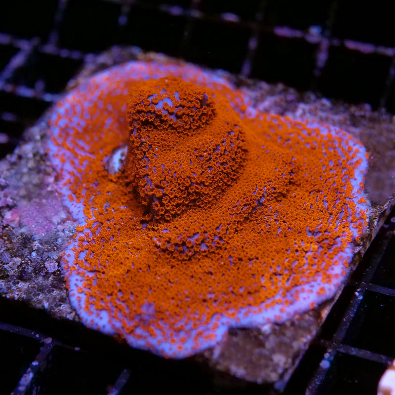 Montipora sp. 'Superman'