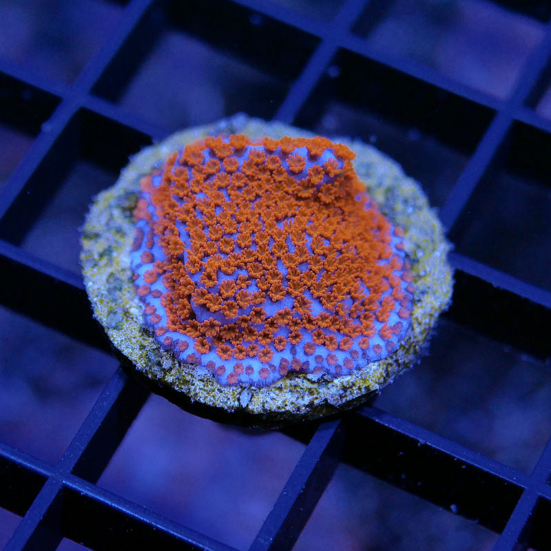 Montipora sp. 'Superman'