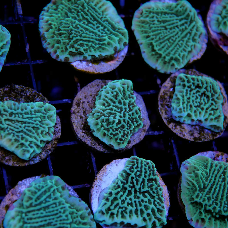 Montipora undata