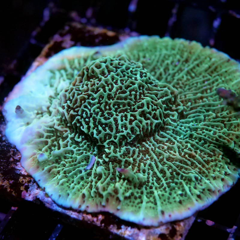 Montipora undata