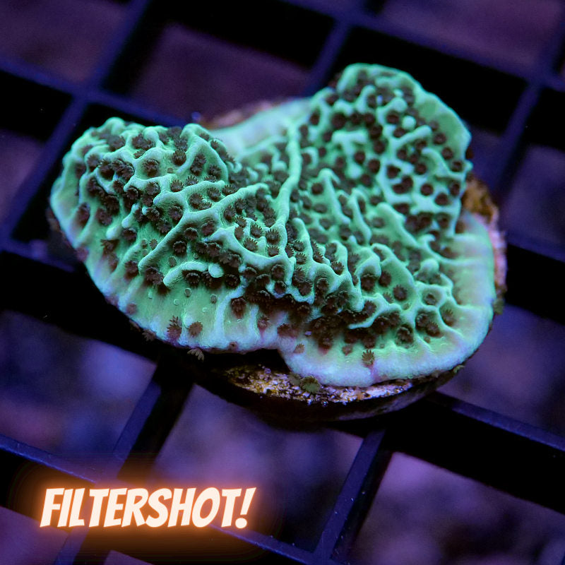 Montipora undata