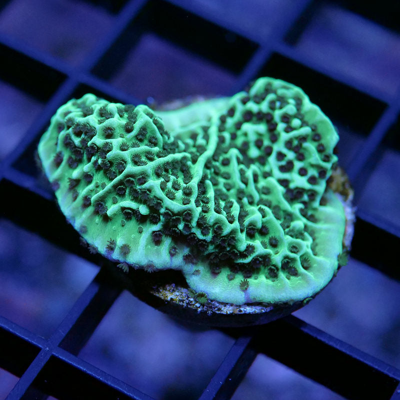 Montipora undata