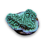 Montipora undata