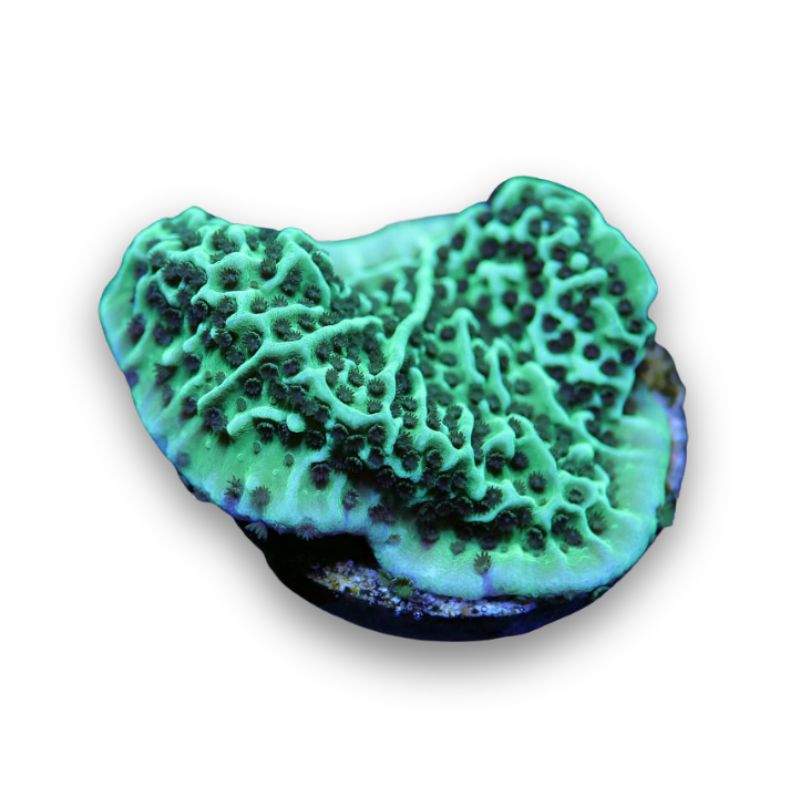 Montipora undata