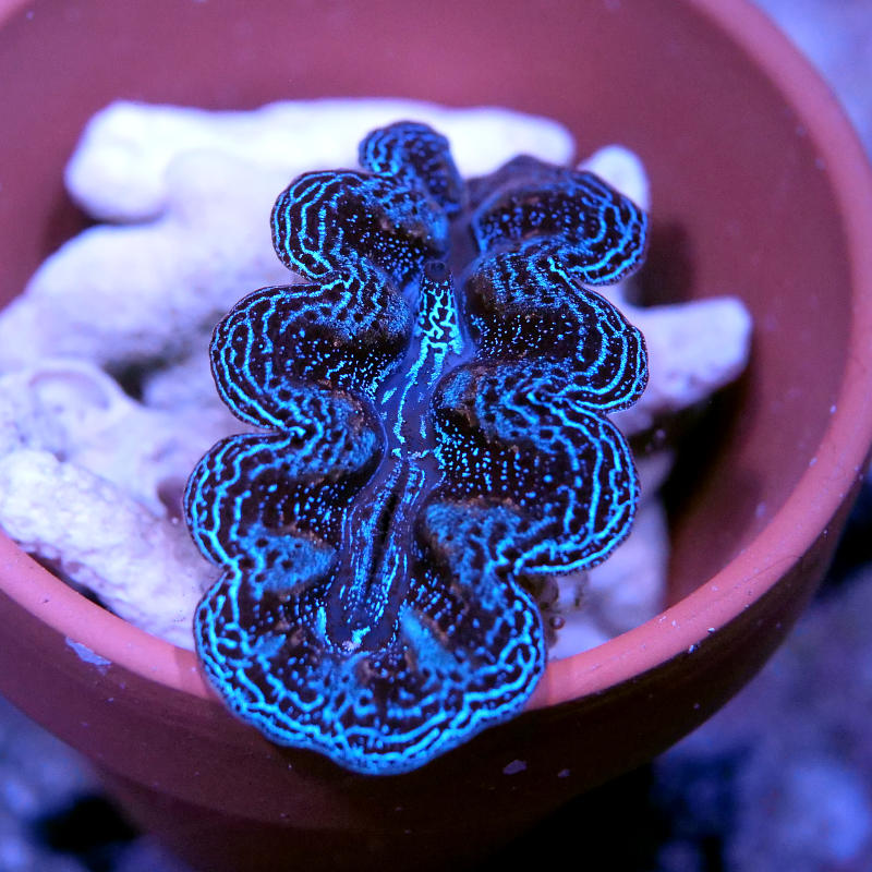 Tridacna crocea