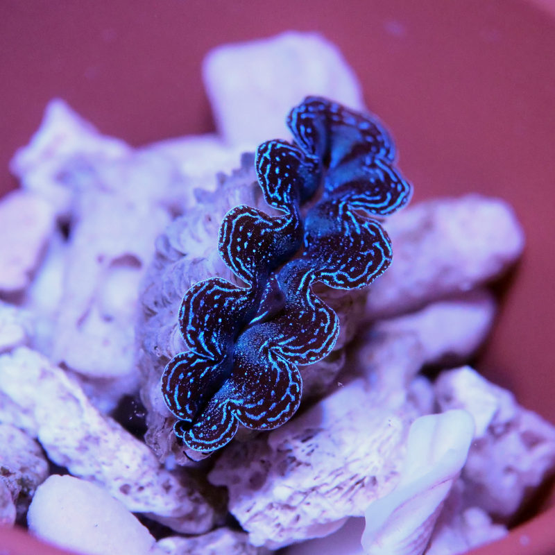 Tridacna crocea