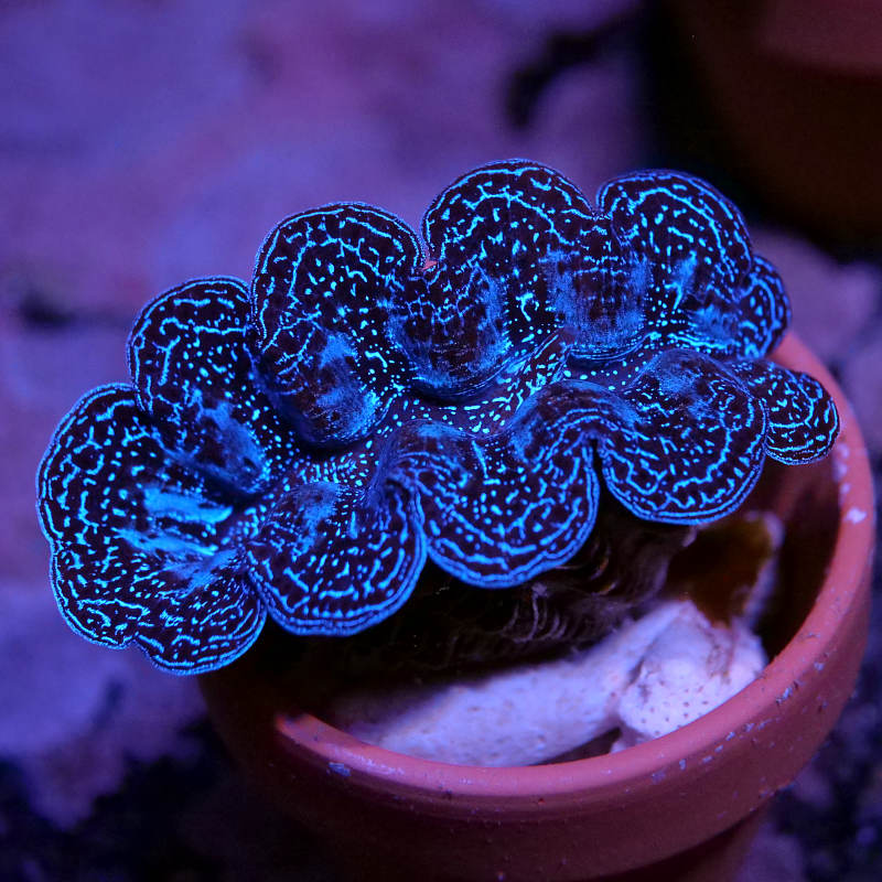 Tridacna crocea