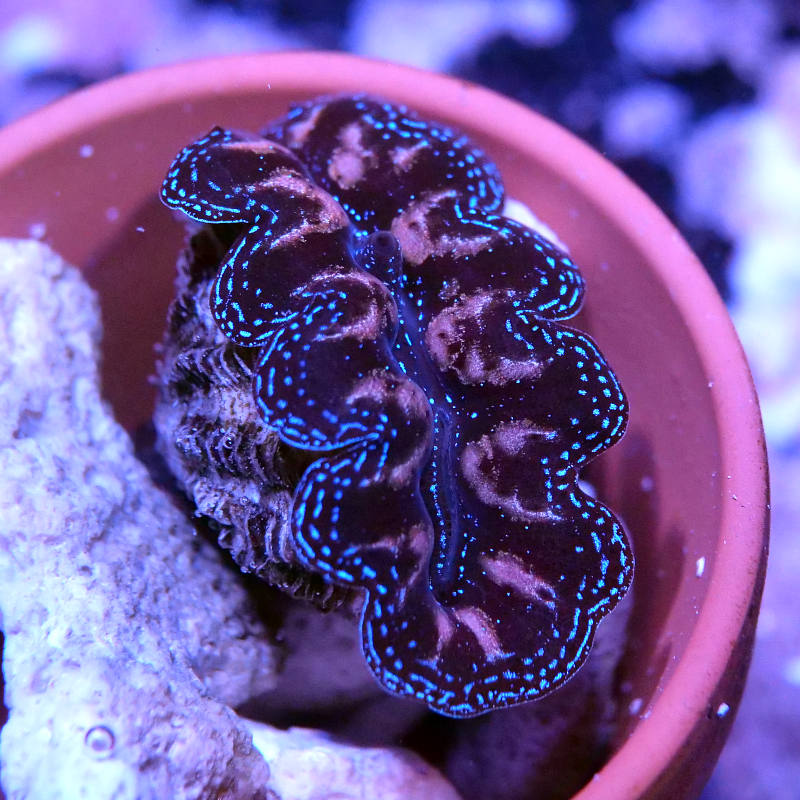 Tridacna crocea