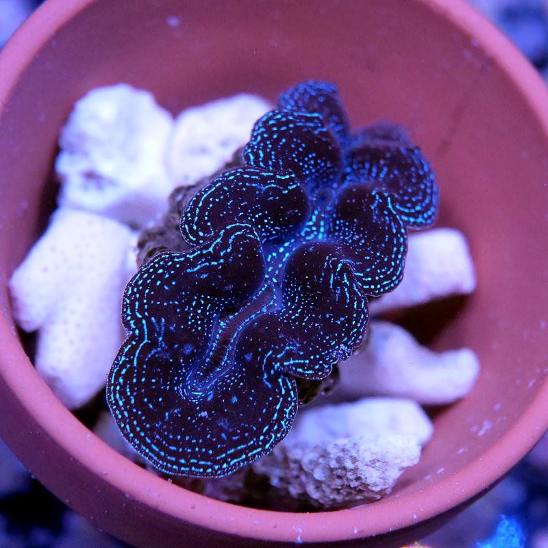 Tridacna crocea