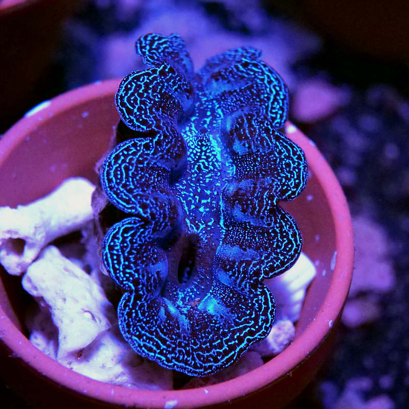 Tridacna crocea