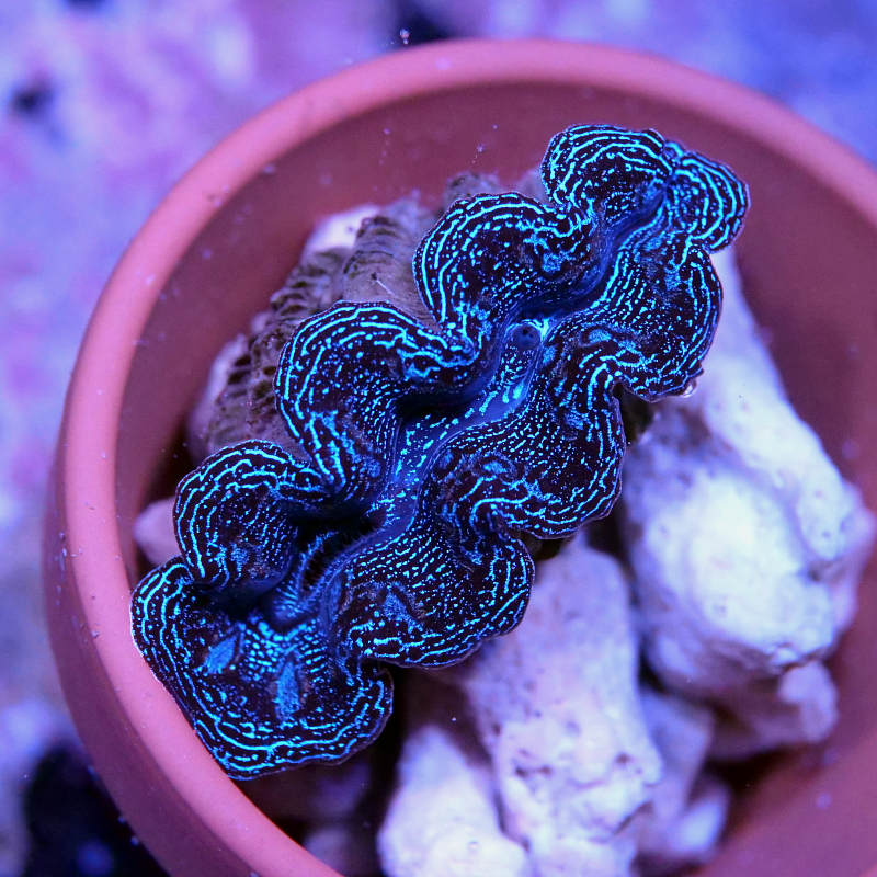 Tridacna crocea