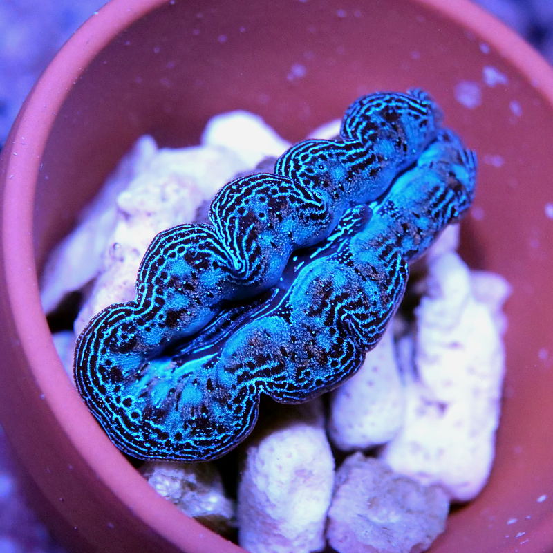 Tridacna crocea