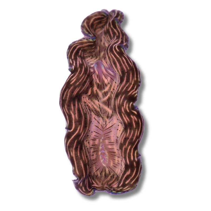 Tridacna derasa