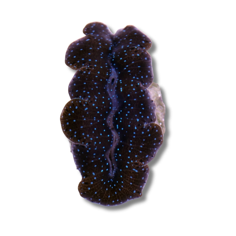 Tridacna crocea