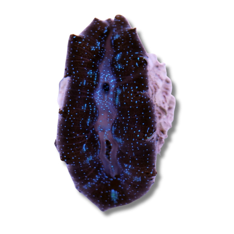 Tridacna crocea