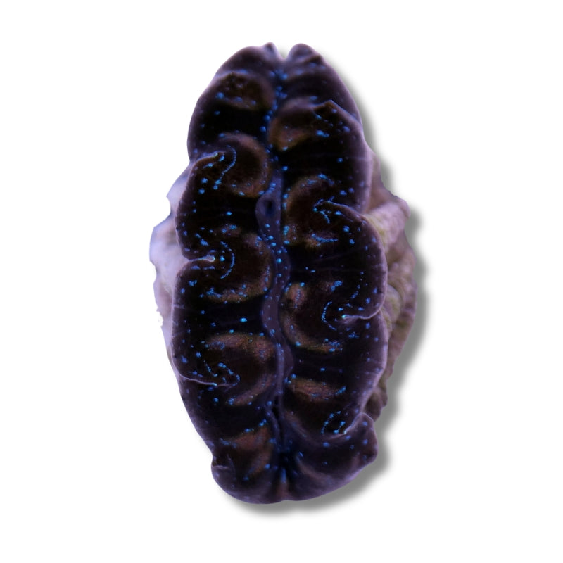 Tridacna crocea