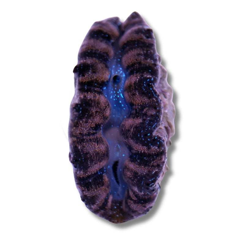 Tridacna crocea