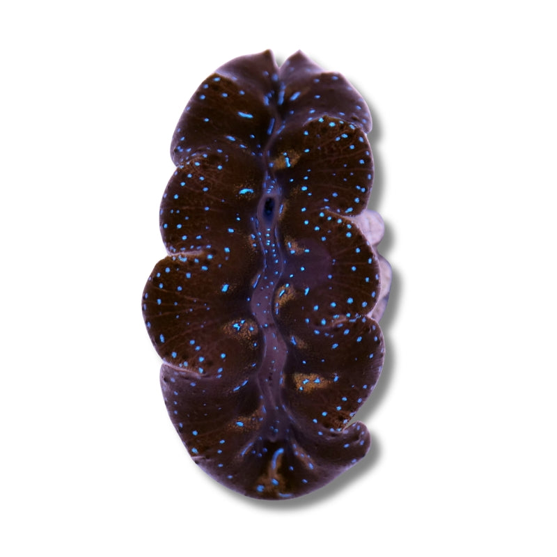 Tridacna crocea
