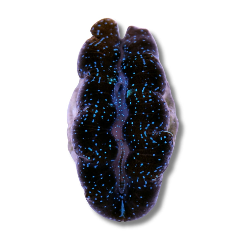 Tridacna crocea