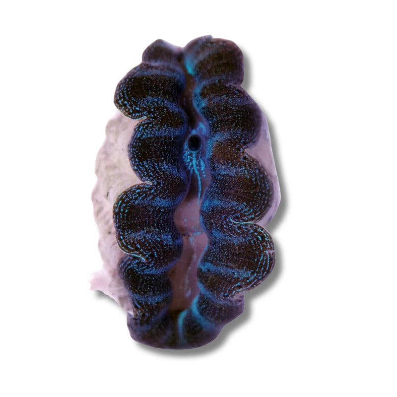 Tridacna crocea