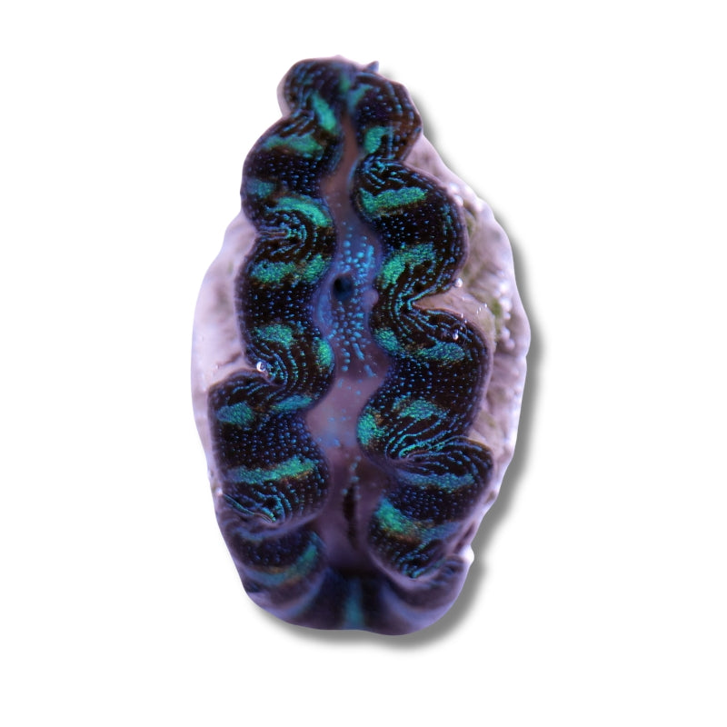 Tridacna crocea