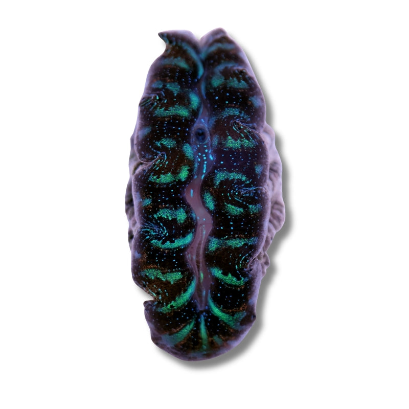 Tridacna crocea