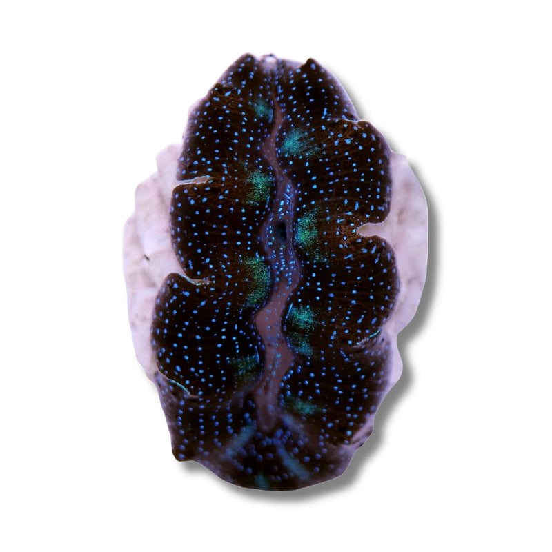 Tridacna crocea