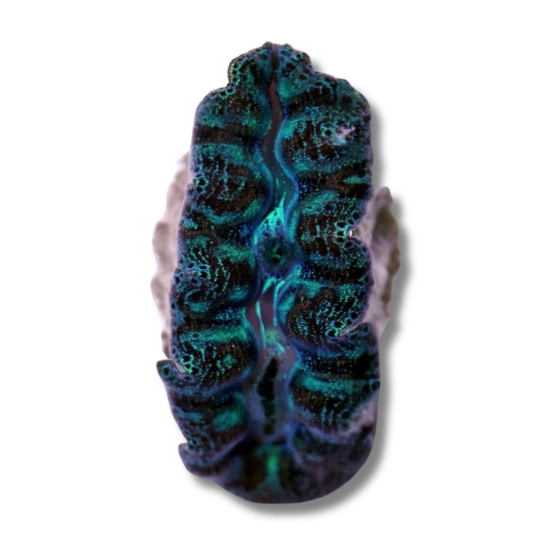 Tridacna crocea