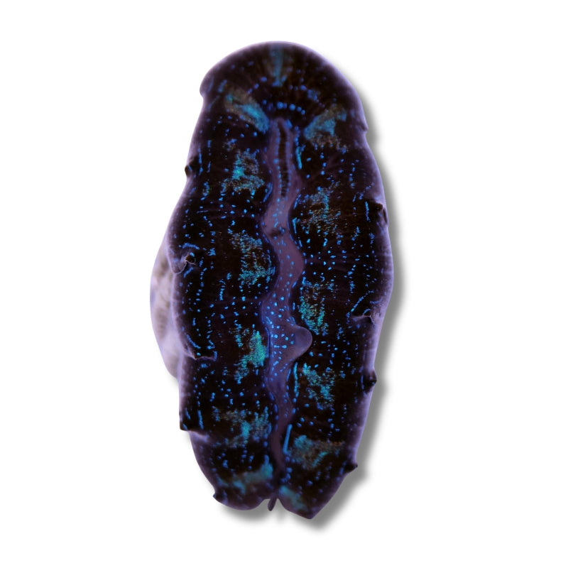 Tridacna crocea