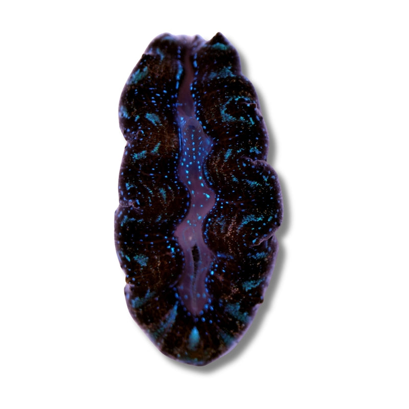 Tridacna crocea