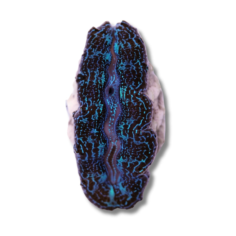 Tridacna crocea