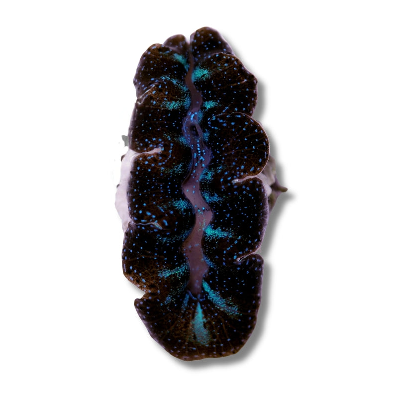Tridacna crocea