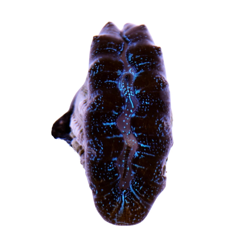 Tridacna crocea