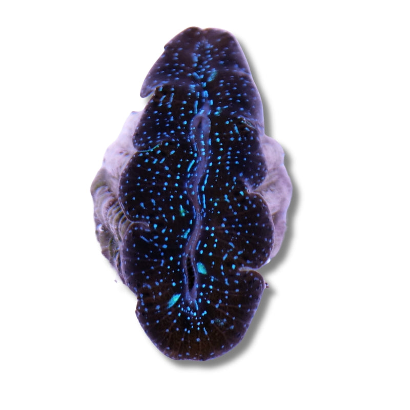 Tridacna crocea