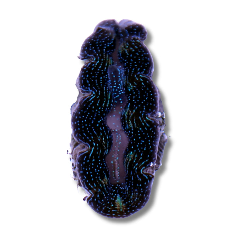 Tridacna crocea
