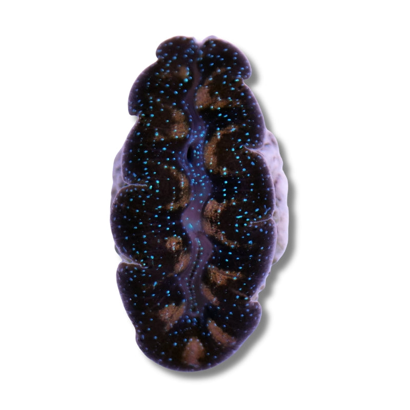 Tridacna crocea