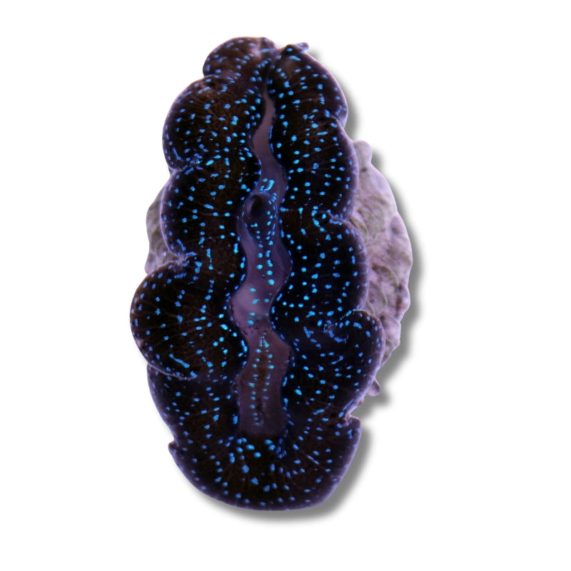 Tridacna crocea